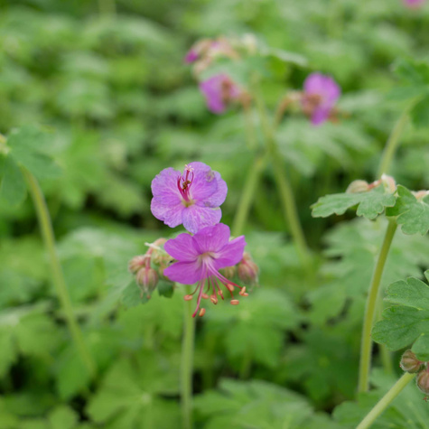 Bodziszek korzeniasty Bevan`s Variety